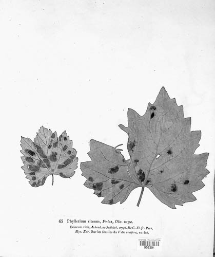 Phyllerium vitaceum image